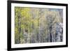 USA, Washington State, Fall City Cottonwoods budding out in the spring along the Snoqualmie River-Sylvia Gulin-Framed Photographic Print