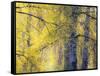 USA, Washington State, Fall City Cottonwoods budding out in the spring along the Snoqualmie River-Sylvia Gulin-Framed Stretched Canvas