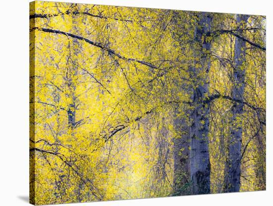 USA, Washington State, Fall City Cottonwoods budding out in the spring along the Snoqualmie River-Sylvia Gulin-Stretched Canvas