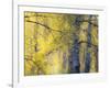 USA, Washington State, Fall City Cottonwoods budding out in the spring along the Snoqualmie River-Sylvia Gulin-Framed Photographic Print