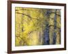 USA, Washington State, Fall City Cottonwoods budding out in the spring along the Snoqualmie River-Sylvia Gulin-Framed Photographic Print