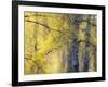 USA, Washington State, Fall City Cottonwoods budding out in the spring along the Snoqualmie River-Sylvia Gulin-Framed Photographic Print