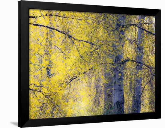 USA, Washington State, Fall City Cottonwoods budding out in the spring along the Snoqualmie River-Sylvia Gulin-Framed Photographic Print