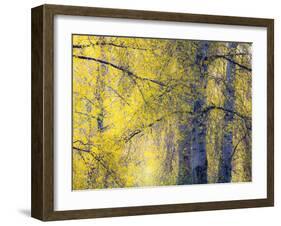 USA, Washington State, Fall City Cottonwoods budding out in the spring along the Snoqualmie River-Sylvia Gulin-Framed Photographic Print