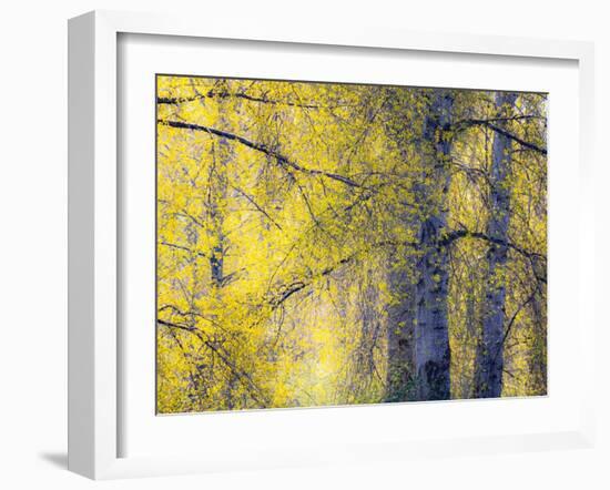 USA, Washington State, Fall City Cottonwoods budding out in the spring along the Snoqualmie River-Sylvia Gulin-Framed Photographic Print