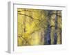 USA, Washington State, Fall City Cottonwoods budding out in the spring along the Snoqualmie River-Sylvia Gulin-Framed Photographic Print