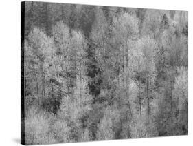 USA, Washington State, Fall City hillside of Cottonwoods just budding out in the spring-Sylvia Gulin-Stretched Canvas