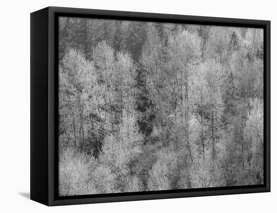USA, Washington State, Fall City hillside of Cottonwoods just budding out in the spring-Sylvia Gulin-Framed Stretched Canvas