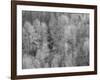 USA, Washington State, Fall City hillside of Cottonwoods just budding out in the spring-Sylvia Gulin-Framed Photographic Print