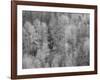 USA, Washington State, Fall City hillside of Cottonwoods just budding out in the spring-Sylvia Gulin-Framed Photographic Print