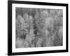 USA, Washington State, Fall City hillside of Cottonwoods just budding out in the spring-Sylvia Gulin-Framed Photographic Print