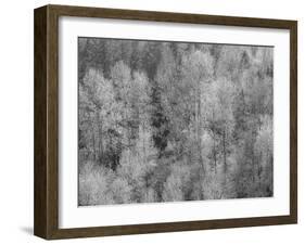 USA, Washington State, Fall City hillside of Cottonwoods just budding out in the spring-Sylvia Gulin-Framed Photographic Print