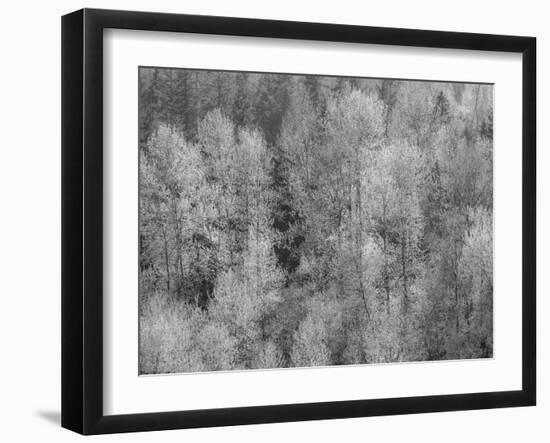 USA, Washington State, Fall City hillside of Cottonwoods just budding out in the spring-Sylvia Gulin-Framed Photographic Print