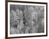 USA, Washington State, Fall City hillside of Cottonwoods just budding out in the spring-Sylvia Gulin-Framed Photographic Print