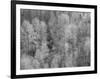 USA, Washington State, Fall City hillside of Cottonwoods just budding out in the spring-Sylvia Gulin-Framed Photographic Print