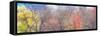 USA, Washington State, Fall City, Pacific NW spring cottonwood, alder, evergreens and Maple Trees-Sylvia Gulin-Framed Stretched Canvas