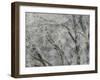 USA, Washington State, Fall City soft focus springtime Big Leaf Maple trees-Sylvia Gulin-Framed Photographic Print