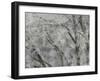 USA, Washington State, Fall City soft focus springtime Big Leaf Maple trees-Sylvia Gulin-Framed Photographic Print