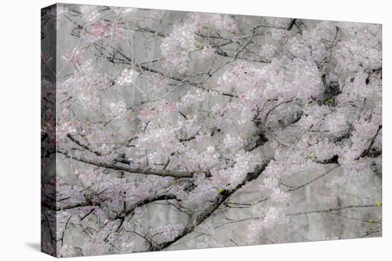 USA, Washington State, Fall City, Springtime cherry trees blooming along Snoqualmie River.-Sylvia Gulin-Stretched Canvas