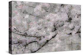 USA, Washington State, Fall City, Springtime cherry trees blooming along Snoqualmie River.-Sylvia Gulin-Stretched Canvas