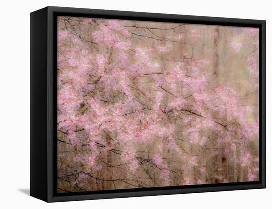 USA, Washington State, Fall City, Springtime cherry trees blooming along Snoqualmie River.-Sylvia Gulin-Framed Stretched Canvas