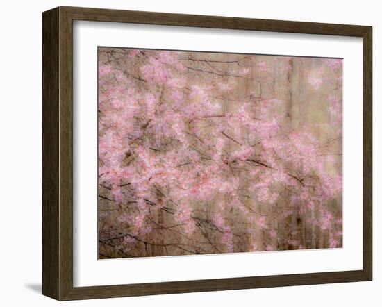 USA, Washington State, Fall City, Springtime cherry trees blooming along Snoqualmie River.-Sylvia Gulin-Framed Photographic Print