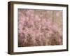 USA, Washington State, Fall City, Springtime cherry trees blooming along Snoqualmie River.-Sylvia Gulin-Framed Photographic Print