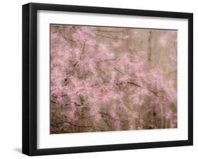 USA, Washington State, Fall City, Springtime cherry trees blooming along Snoqualmie River.-Sylvia Gulin-Framed Photographic Print