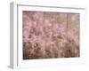 USA, Washington State, Fall City, Springtime cherry trees blooming along Snoqualmie River.-Sylvia Gulin-Framed Photographic Print