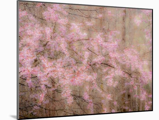 USA, Washington State, Fall City, Springtime cherry trees blooming along Snoqualmie River.-Sylvia Gulin-Mounted Photographic Print