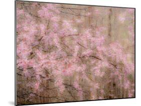 USA, Washington State, Fall City, Springtime cherry trees blooming along Snoqualmie River.-Sylvia Gulin-Mounted Photographic Print