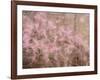 USA, Washington State, Fall City, Springtime cherry trees blooming along Snoqualmie River.-Sylvia Gulin-Framed Photographic Print