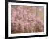 USA, Washington State, Fall City, Springtime cherry trees blooming along Snoqualmie River.-Sylvia Gulin-Framed Photographic Print