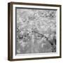 USA, Washington State, Fall City, Springtime cherry trees blooming along Snoqualmie River.-Sylvia Gulin-Framed Photographic Print