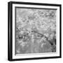 USA, Washington State, Fall City, Springtime cherry trees blooming along Snoqualmie River.-Sylvia Gulin-Framed Photographic Print