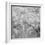 USA, Washington State, Fall City, Springtime cherry trees blooming along Snoqualmie River.-Sylvia Gulin-Framed Photographic Print