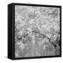 USA, Washington State, Fall City, Springtime cherry trees blooming along Snoqualmie River.-Sylvia Gulin-Framed Stretched Canvas