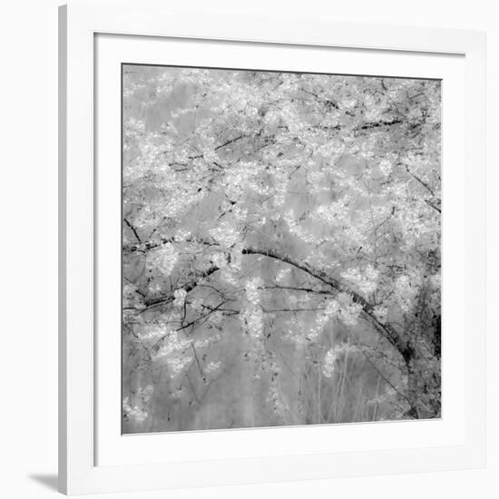 USA, Washington State, Fall City, Springtime cherry trees blooming along Snoqualmie River.-Sylvia Gulin-Framed Photographic Print