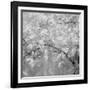 USA, Washington State, Fall City, Springtime cherry trees blooming along Snoqualmie River.-Sylvia Gulin-Framed Photographic Print