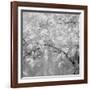 USA, Washington State, Fall City, Springtime cherry trees blooming along Snoqualmie River.-Sylvia Gulin-Framed Photographic Print