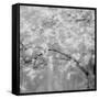 USA, Washington State, Fall City, Springtime cherry trees blooming along Snoqualmie River.-Sylvia Gulin-Framed Stretched Canvas
