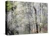 USA, Washington State, Fall City, Springtime cherry trees blooming along Snoqualmie River.-Sylvia Gulin-Stretched Canvas