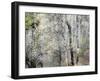 USA, Washington State, Fall City, Springtime cherry trees blooming along Snoqualmie River.-Sylvia Gulin-Framed Photographic Print