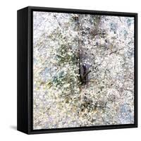 USA, Washington State, Fall City wild cherry springtime blooming-Sylvia Gulin-Framed Stretched Canvas