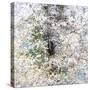 USA, Washington State, Fall City wild cherry springtime blooming-Sylvia Gulin-Stretched Canvas