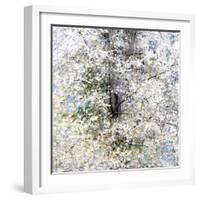 USA, Washington State, Fall City wild cherry springtime blooming-Sylvia Gulin-Framed Photographic Print