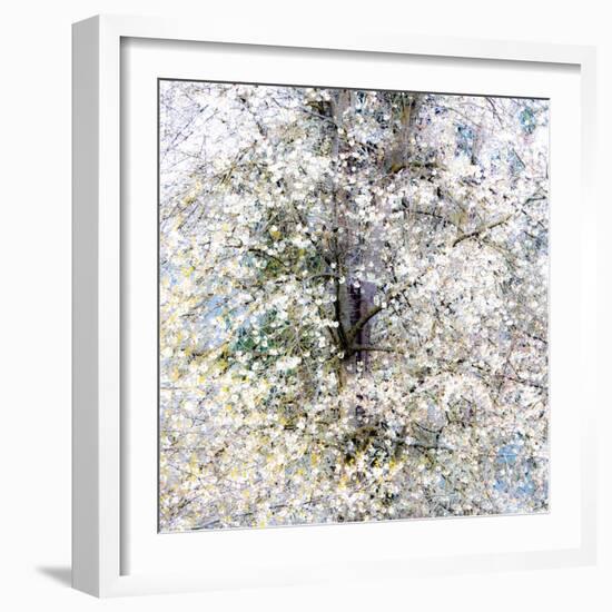 USA, Washington State, Fall City wild cherry springtime blooming-Sylvia Gulin-Framed Photographic Print