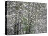 USA, Washington State, Fall City wild cherry springtime blooming-Sylvia Gulin-Stretched Canvas