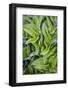 USA. Washington State. False Hellebore leaves in abstract patterns.-Gary Luhm-Framed Photographic Print