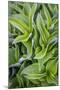 USA. Washington State. False Hellebore leaves in abstract patterns.-Gary Luhm-Mounted Photographic Print